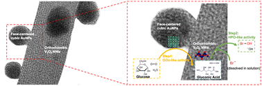 Graphical abstract: A cascade nanozyme with antimicrobial effects against nontypeable Haemophilus influenzae