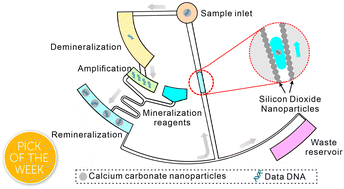 Graphical abstract: A nanoparticle-coated microfluidic chip for automated, non-destructive extraction of encapsulated DNA in data storage