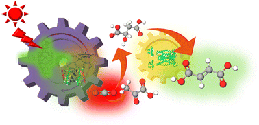 Graphical abstract: Visible-light-driven production of fumarate from CO2 and pyruvate using a photocatalytic system with dual biocatalysts