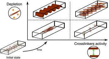 Graphical abstract: Crosslinking and depletion determine spatial instabilities in cytoskeletal active matter