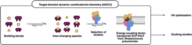 Graphical abstract: Hit optimization by dynamic combinatorial chemistry on Streptococcus pneumoniae energy-coupling factor transporter ECF-PanT