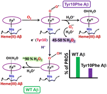 Graphical abstract: Rapid autoxidation of ferrous heme-Aβ complexes relevant to Alzheimer's disease