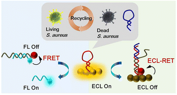 Graphical abstract: Two-step resonance-energy-transfer-based ratiometric biosensor for sensing and annihilation of Staphylococcus aureus