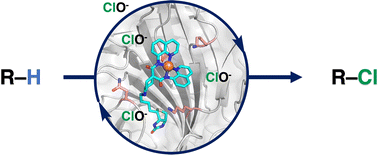 Graphical abstract: An artificial nickel chlorinase based on the biotin–streptavidin technology