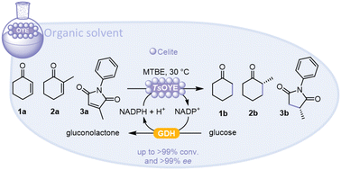 Graphical abstract: Biocatalytic reduction of alkenes in micro-aqueous organic solvent catalysed by an immobilised ene reductase