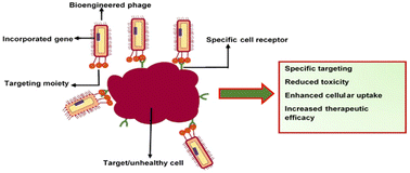 Graphical abstract: Bacteriophages as nanocarriers for targeted drug delivery and enhanced therapeutic effects