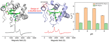 Graphical abstract: Design and engineering of an artificial disulfide bond in human cytochrome c to regulate the protein structure and function