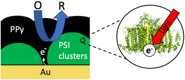 Graphical abstract: Photoactive and conductive biohybrid films by polymerization of pyrrole through voids in photosystem I multilayer films