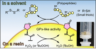 Graphical abstract: Resin-supported cyclic telluride as a heterogeneous promoter of disulfide formation under solid–liquid biphasic conditions