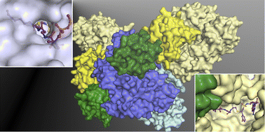 Graphical abstract: Structural advances toward understanding the catalytic activity and conformational dynamics of modular nonribosomal peptide synthetases