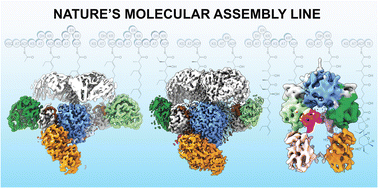 Graphical abstract: Architecture of full-length type I modular polyketide synthases revealed by X-ray crystallography, cryo-electron microscopy, and AlphaFold2