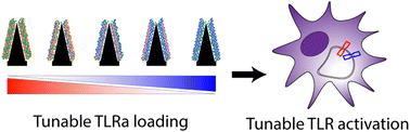 Graphical abstract: Tuning innate immune function using microneedles containing multiple classes of toll-like receptor agonists