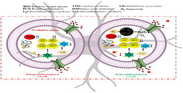 Graphical abstract: Coal waste-derived synthesis of yellow oxidized graphene quantum dots with highly specific superoxide dismutase activity: characterization, kinetics, and biological studies