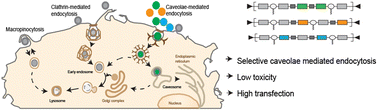 Graphical abstract: Sugar alcohol-modified polyester nanoparticles for gene delivery via selective caveolae-mediated endocytosis