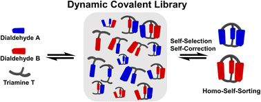Graphical abstract: Dynamic covalent self-assembly and self-sorting processes in the formation of imine-based macrocycles and macrobicyclic cages