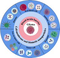 Graphical abstract: Application of cell membrane-functionalized biomimetic nanoparticles in the treatment of glioma