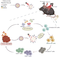 Graphical abstract: NIR-II fluorescence and PA imaging guided activation of STING pathway in photothermal therapy for boosting cancer immunotherapy by theranostic thermosensitive liposomes