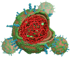 Graphical abstract: A biomimetic phototherapeutic nanoagent based on bacterial double-layered membrane vesicles for comprehensive treatment of oral squamous cell carcinoma