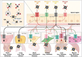 Graphical abstract: Beyond nanoparticle-based oral drug delivery: transporter-mediated absorption and disease targeting