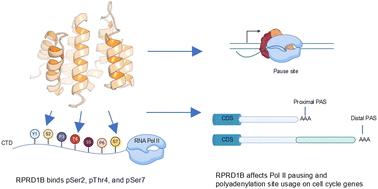 Graphical abstract: RPRD1B's direct interaction with phosphorylated RNA polymerase II regulates polyadenylation of cell cycle genes and drives cancer progression