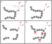 Graphical abstract: Generating cysteine-trypsin cleavage sites with 2-chloroacetamidine capping