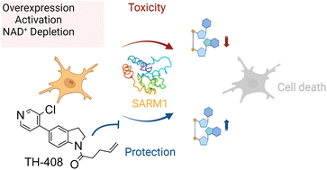 Graphical abstract: Pyridine-based small molecule inhibitors of SARM1 alleviate cell death caused by NADase activity