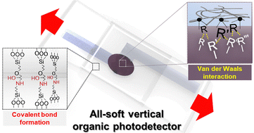 Graphical abstract: Chemically and physically enhanced adhesion for robust interfaces in all-soft vertical organic photodetectors