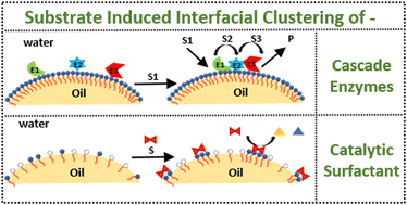 Graphical abstract: Substrate-induced assembly of cascade enzymes and catalytic surfactants: nanoarchitectonics at the oil-in-water droplet interface