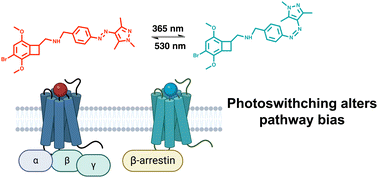 Graphical abstract: Photoswitchable TCB-2 for control of the 5-HT2A receptor and analysis of biased agonism