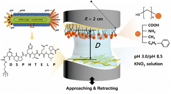 Graphical abstract: Specific interaction between the DSPHTELP peptide and various functional groups