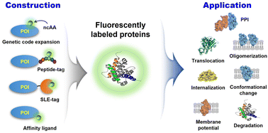 Graphical abstract: Selective fluorescent labeling of cellular proteins and its biological applications