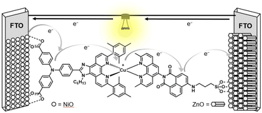 Graphical abstract: Charge separation in a copper(i) donor–chromophore–acceptor assembly for both photoanode and photocathode sensitization