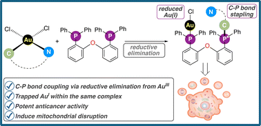 Graphical abstract: Carbon–phosphorus stapled Au(i) anticancer agents via bisphosphine induced reductive elimination