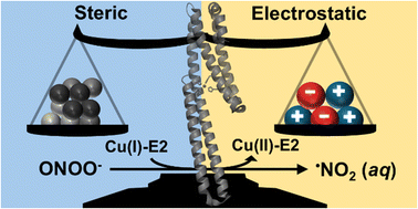 Graphical abstract: Secondary sphere interactions modulate peroxynitrite scavenging by the E2 domain of amyloid precursor protein