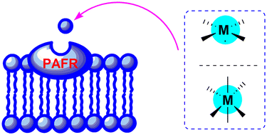 Graphical abstract: Metal-based complexes with antiplatelet properties: antagonists of the platelet-activating factor receptor (PAFR) and other aggregating agents