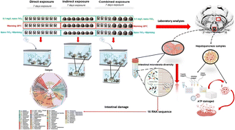 Graphical abstract: Nano-TiO2 and elevated temperature impair intestinal health in crabs via a mussel-based food chain