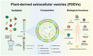 Graphical abstract: Advances in plant-derived extracellular vesicles: isolation, composition, and biological functions