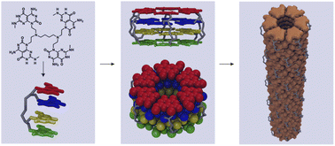 Graphical abstract: Self-assembled rosette nanotubes from tetra guanine-cytosine modules