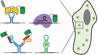 Graphical abstract: Recent advances in methods for live-cell RNA imaging