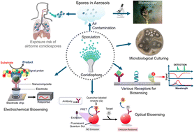 Graphical abstract: Biosensors for detection of airborne pathogenic fungal spores: a review