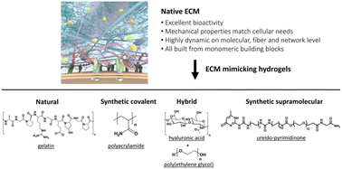 Graphical abstract: Mimicking the extracellular world: from natural to fully synthetic matrices utilizing supramolecular biomaterials