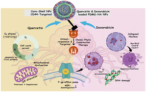Graphical abstract: Active tumor targeting by core–shell PDMS–HA nanoparticles with sequential delivery of doxorubicin and quercetin to overcome P-glycoprotein efflux pump