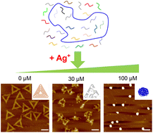 Graphical abstract: Nonspecific metal-coordination-driven control over higher-order DNA self-assembly