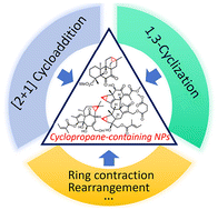 Graphical abstract: Total synthesis of cyclopropane-containing natural products: recent progress (2016–2024)
