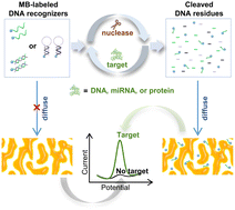 Graphical abstract: Exploring the diffusion of DNA strands into nanoporous structures for establishing a universal electrochemical biosensor
