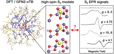 Graphical abstract: On the nature of high-spin forms in the S2 state of the oxygen-evolving complex