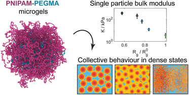 Graphical abstract: Crowding effects on the structure and rheology of ultrasoft PNIPAM–PEGMA copolymer microgels