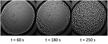 Graphical abstract: Taming the diffusiophoretic convective instability in colloidal suspensions
