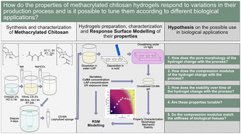 Graphical abstract: Modelling methacrylated chitosan hydrogel properties through an experimental design approach: from composition to material properties