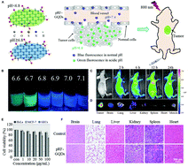 Graphical abstract: Recent breakthroughs in graphene quantum dot-enhanced sonodynamic and photodynamic therapy